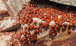 Kahramanmaraş’ta Uludaz Tepesinde Uğur Böcekleri Fotoğraflandı