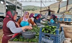 Kahramanmaraş'ta Salatalık Hasadı Başladı: 35 Bin Ton Rekolte Bekleniyor