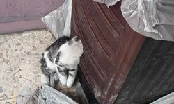 Adana'da başını sobaya sıkıştıran kediyi itfaiye ekibi kurtardı