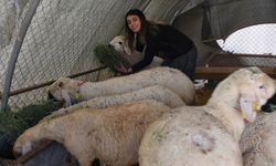Devlet desteğiyle besiciliğe başlayan kadın 250 hayvana ulaştı