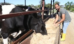 e-Devlet Kapısı'ndan gönderdiği başvuru Adanalı teknisyeni süt çiftliği sahibi yaptı