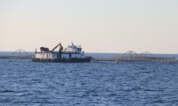 Adana'da denizde kafes balıkçılığında ilk hasat ihracat için yapıldı