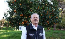 Laboratuvarda üretilen faydalı böcekler bahçe ve seralarda zararlılara karşı kalkan oluyor