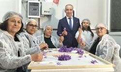 Mali müşavir kurduğu tesiste topraksız safran üretimi yapıyor