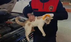 Samandağ'da otomobilin motor kısmına sıkışan kedi kurtarıldı