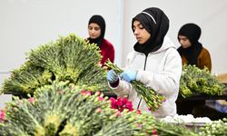 Türkiye'den yılbaşı için 12 milyon dolarlık çiçek ihracatı