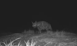 Hatay'da çizgili sırtlan ve dağ ceylanı fotokapanla görüntülendi