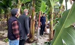 Mersin Anamur'da dolu tarım alanlarına zarar verdi