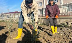 Hatay'da 6 Şubat depremlerinde hayatını kaybeden öğretmenler anısına fidan dikildi