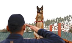 Jandarmanın hassas burnu 'Sima' her türlü afette görev başında