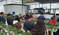 Antalya'da üniversite öğrencileri çilek üretim tesisinde 'topraksız tarım'la tanıştı