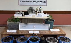 Hatay'da evde uyuşturucu yetiştirdikleri iddiasıyla yakalanan 2 zanlıdan 1'i tutuklandı