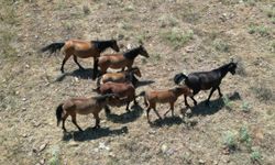 Isparta'da yılkı atları dronla görüntülendi