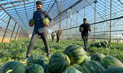 Antalya'da seralarda yetiştirilen sezonun ilk karpuzları hasat ediliyor