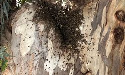 Datça'da firar eden arı kolonisi, vatandaşları endişelendirdi