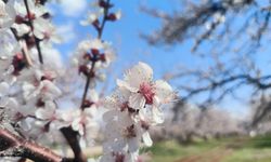 Doğanşehir'de çiçek açan kayısı ağaçları bahçeleri beyaza bürüdü