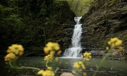 Kabaceviz Şelaleleri baharla yeşil örtüsüne kavuştu