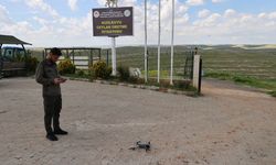 Urfa ceylanlarının envanteri yapay zeka desteğiyle çıkarılıyor