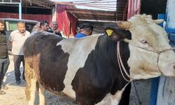 Kahramanmaraş’ta Kurban Pazarlarında Hareketlilik Başladı