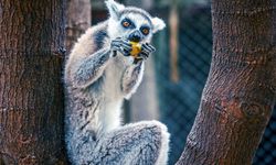 Antalya Doğal Yaşam Parkı'nın yeni üyesi lemur 'Zabumafu' ziyaretçilerle buluştu
