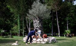 Balıkesir ve Çanakkale'den Antalya'ya taşınan yüzlerce yıllık zeytin ağaçları yeniden filizlendi