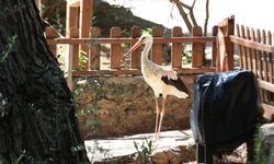 Cerrahi operasyonla midesinden olta iğnesi çıkarılan leylek 'Mavi' göçe hazırlanıyor