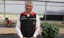 Çukurova'nın verimli topraklarında kahve de yetiştirilecek