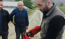 Doğanşehir'de bulunan sansar yavrusu koruma altına alındı