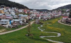 Eğriçimen Yaylası baharda sarı papatyalarla renklendi
