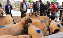 Gaziantep ve çevre illerde hayvan pazarlarında hareketlilik sürüyor
