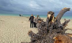 Samandağ ilçesinde deniz kıyısındaki ağaç iş makinesiyle kaldırıldı