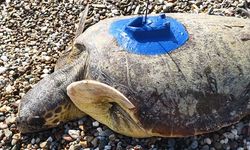 Antalya'da uydu izleme cihazı takılan 'İnci' ve 'Mercan' adlı caretta carettalar denize bırakıldı