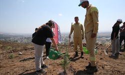 Hatay'da yangınlardan etkilenen ormanlık alanlar ağaçlandırılıyor