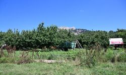 Kahramanmaraş'ta Çığşar kirazı hasadı gerçekleştirildi