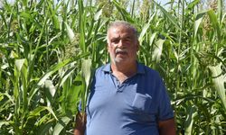 Sorgun otu Malatya'da hayvancılığın kaba yem ihtiyacına alternatif oldu