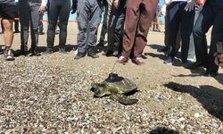 Antalya'da uydu cihazı takılan yeşil deniz kaplumbağası denize bırakıldı