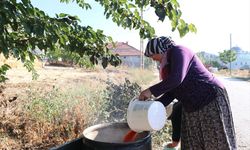 Burdur'da kara dimrit ve razaki üzümleri pekmeze dönüştürülüyor