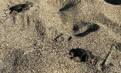 Çıralı Sahili'nde 117 yuvadan çıkan 3 bin 500 caretta caretta yavrusu denizle buluştu