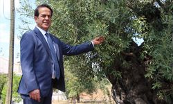 Manisa'dan Antalya'ya taşınan asırlık zeytin ağaçları 10 yıldır ürün veriyor