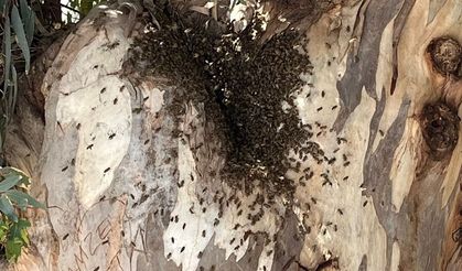 Datça'da firar eden arı kolonisi, vatandaşları endişelendirdi