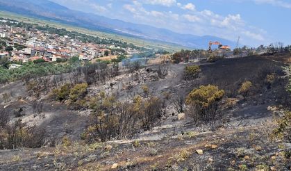 Aydın'da makilik ve zeytinlik alanda çıkan yangın kontrol altına alındı