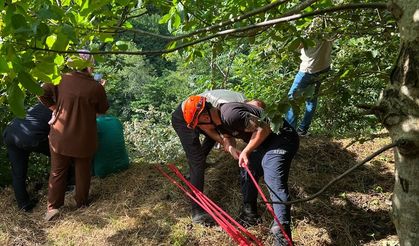 Trabzon'da yamaçtan yuvarlanan inek kurtarıldı