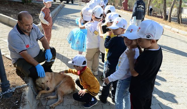 Rehabilite Edilen Sokak Hayvanları Sokak Hayvanlarıyla Buluştu