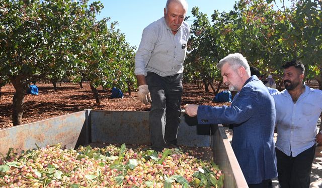 Pazarcık’ın Tilkiler Mahallesi’nde fıstık hasadı Gerçekleştirildi