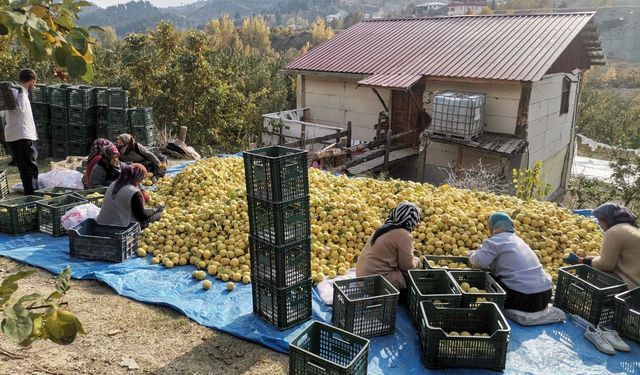 Kahramanmaraş’tan Ortadoğu’ya 5 Bin Ton Ayva İhracatı