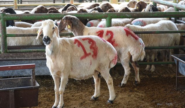 Malatya Canlı Hayvan Pazarı'nda yetiştiricilere sahte para uyarısı