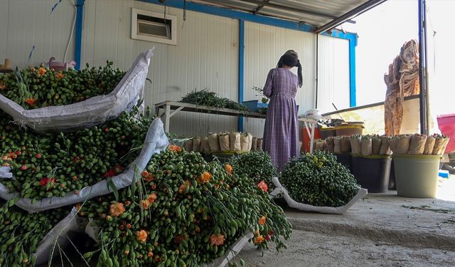 Isparta'da üretilen karanfiller Avrupa'ya ihraç ediliyor