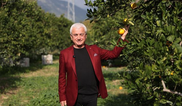 Coğrafi işaret tescilli Finike portakalına talep yoğun