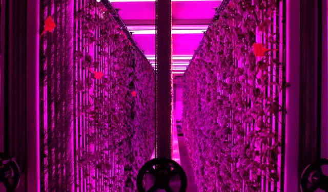 İGSAŞ ve Yeditepe Üniversitesi'nden dikey tarım alanında işbirliği