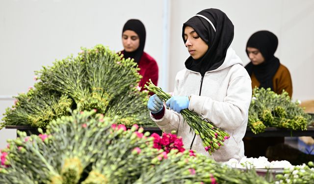 Türkiye'den yılbaşı için 12 milyon dolarlık çiçek ihracatı